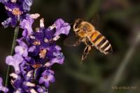 Flying_Bee_II_2_V3.jpg