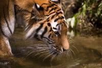 Hellabrunn_20090722_003.jpg