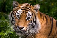 Hellabrunn_20090722_017.jpg