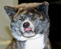 Dateiname=Akita_in_Missmut.jpg
Dateigröße=177KB
Abmessungen: 1000x800
hinzugefügt am: 04. Mai 2008 Akita_in_Missmut.jpg