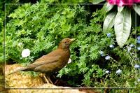 Amsel.jpg