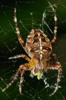 Dateiname=Nutztierchen.jpg
DateigröĂe=248KB
Abmessungen: 682x1024
hinzugefĂŒgt am: 15. MĂ€rz 2011 Nutztierchen.jpg