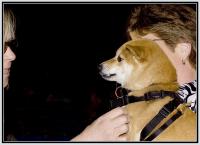 Shiba1.jpg