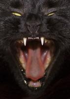daemon2.jpg