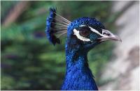 Pfau1.jpg