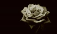 Rose.jpg