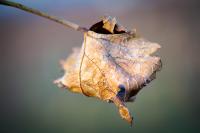 Dateiname=Autumn_Leaf_by_xnay83.jpg
DateigröĂe=156KB
Abmessungen: 900x600
hinzugefĂŒgt am: 22. MĂ€rz 2010 Autumn_Leaf_by_xnay83.jpg