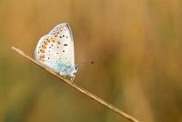Dateiname=Common_Blue_II_by_xnay83.jpg
Dateigröße=122KB
Abmessungen: 900x603
hinzugefügt am: 27. Oktober 2008 Common_Blue_II_by_xnay83.jpg