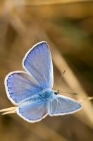 Dateiname=Common_Blue_by_xnay83.jpg
Dateigröße=159KB
Abmessungen: 598x900
hinzugefügt am: 27. Oktober 2008 Common_Blue_by_xnay83.jpg