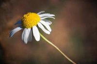 Dateiname=Daisy_by_xnay83.jpg
Dateigröße=143KB
Abmessungen: 900x598
hinzugefügt am: 25. Oktober 2009 Daisy_by_xnay83.jpg
