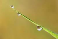 Dateiname=Dew_by_xnay83.jpg
Dateigröße=103KB
Abmessungen: 900x600
hinzugefügt am: 28. Dezember 2008 Dew_by_xnay83.jpg