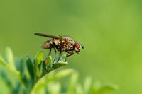Dateiname=Fliege.jpg
Dateigröße=128KB
Abmessungen: 1000x665
hinzugefügt am: 16. Juni 2012 Fliege.jpg