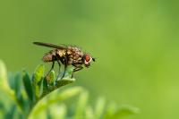 Dateiname=Fliege~0.jpg
Dateigröße=127KB
Abmessungen: 1000x665
hinzugefügt am: 24. Juni 2012 Fliege~0.jpg