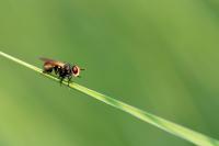 Dateiname=Fly_by_xnay83.jpg
DateigröĂe=84KB
Abmessungen: 900x600
hinzugefĂŒgt am: 24. Januar 2010 Fly_by_xnay83.jpg