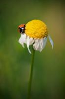 Dateiname=Lady_Beetle_III_by_xnay83.jpg
DateigröĂe=103KB
Abmessungen: 598x900
hinzugefĂŒgt am: 24. Januar 2010 Lady_Beetle_III_by_xnay83.jpg