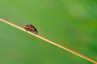 Dateiname=Lady_Beetle_II_by_xnay83.jpg
DateigröĂe=112KB
Abmessungen: 900x600
hinzugefĂŒgt am: 24. Januar 2010 Lady_Beetle_II_by_xnay83.jpg