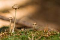 Dateiname=Little_Mushrooms_by_xnay83.jpg
Dateigröße=141KB
Abmessungen: 800x532
hinzugefügt am: 21. Oktober 2008 Little_Mushrooms_by_xnay83.jpg
