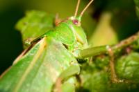 Dateiname=Locust_by_xnay83.jpg
Dateigröße=165KB
Abmessungen: 900x600
hinzugefügt am: 28. Dezember 2008 Locust_by_xnay83.jpg