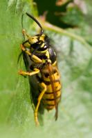 Dateiname=Wasp_by_xnay83.jpg
Dateigröße=185KB
Abmessungen: 600x900
hinzugefügt am: 28. Dezember 2008 Wasp_by_xnay83.jpg