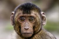 _Jungaffe-01724-edit.jpg