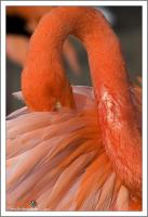 flamingo.jpg