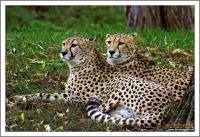 gepard1.jpg