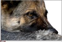 Dateiname=schaeferhund.jpg
Dateigröße=278KB
Abmessungen: 818x561
hinzugefügt am: 16. Juli 2008 schaeferhund.jpg