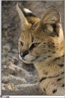 serval1.jpg