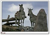 zebra1b.jpg