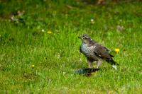 Sperber-Accipiter-nisus.jpg