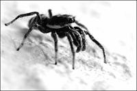 Dateiname=spinne_FFF.jpg
Dateigröße=250KB
Abmessungen: 850x567
hinzugefügt am: 02. Mai 2008 spinne_FFF.jpg