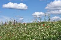 Blumenwiese2.jpg