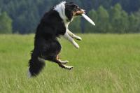 Robin_beim_Frisbee.JPG
