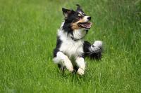Springhase_bearbeitet-1.jpg