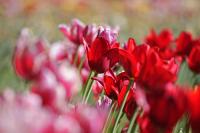 Tulips_III_bearbeitet-1.jpg