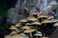 _DSC7174-pilz3.jpg