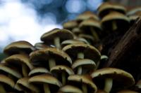 _DSC7175-pilz2.jpg