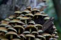 _DSC7179-pilz1.jpg