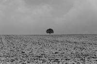 comp_DSC00045_bw.jpg