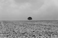 comp_DSC00045_bw_2.jpg