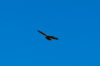 comp_DSC00682.jpg
