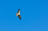 comp_DSC00683.jpg