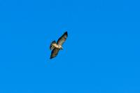 comp_DSC00684.jpg