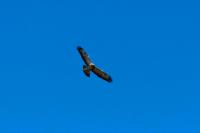 comp_DSC00686.jpg