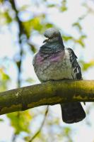 comp_DSC01243.jpg