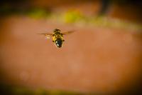 comp_DSC01302.jpg