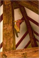 comp_DSC01677-Bearbeitet.jpg