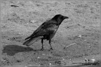 comp__DSC0469_bw.jpg