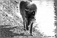 comp__DSC0529_bw.jpg