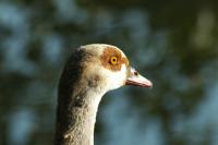 comp__DSC6474.jpg